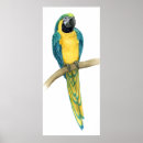 Recherche de ara posters Animaux