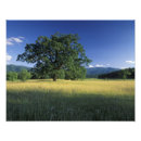 Recherche de chêne posters Parc