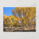 Recherche de arbre jaune cartes postales Bleu