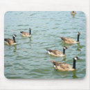 Suche nach kanada gänse mousepads Tiere