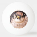 Recherche de oiseaux balles ping pong Animaux