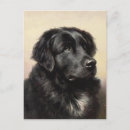 Suche nach neufundland hunde poster Hundeliebhaber