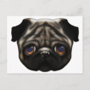 Recherche de carlin triste posters Dog