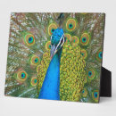 Suche nach schwanz fotoplatten Pfau