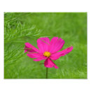 Recherche de cosmos posters Jardin
