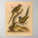 Suche nach roter papagei poster Federn