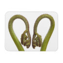 Recherche de pousse pousse magnets Personne