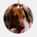 Recherche de teckels photographie Chiots