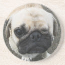 Recherche de chien carlin dessous de verres Chiot