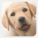 Recherche de labrador retriever jaune autocollants Animaux familiers