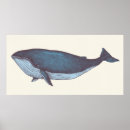 Recherche de baleine vintage posters Animaux