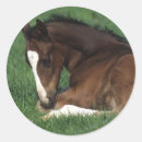 Suche nach warmblood Fohlen
