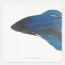 Recherche de betta autocollants Bleu