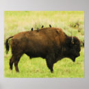 Recherche de bison de buffle posters Yellowstone