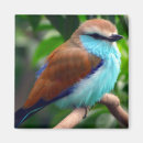 Suche nach vogel magnete Ast