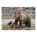 Suche nach elch foto poster Wildtiere