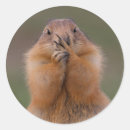 Suche nach präriehund aufkleber Tier