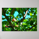 Suche nach apfelgarten poster Äpfel