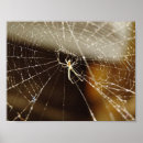 Suche nach alles netz poster Spinne