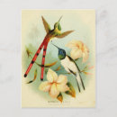 Recherche de colibris mignons cartes postales Tropical