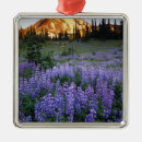 Suche nach lupinen ornamente Malerisch