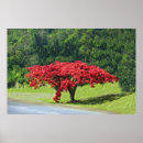 Recherche de royal poinciana posters Flamboyant