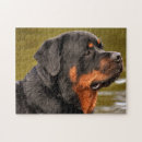 Recherche de chien rottweiler puzzles Amoureux des chiens