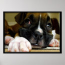 Recherche de boxer dog posters Puppy