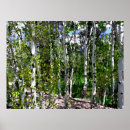 Suche nach birkenbaum poster Leinwand