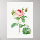 Suche nach vintage rosa rosen poster Blume
