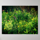 Recherche de wildflowers art Photography