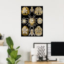 Suche nach dollars poster Seeigel