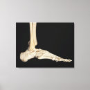 Recherche de anatomie pied art Pieds