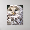 Recherche de owl painting toiles Chouette