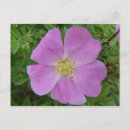 Recherche de rossis cartes postales Roses