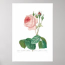 Suche nach rosa centifolia poster Rose