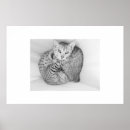 Recherche de chat du bengale posters Animaux