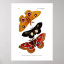 Suche nach moth poster Aquarell