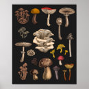 Recherche de tue posters Forêt