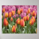 Recherche de keukenhof holland posters Jacinthe