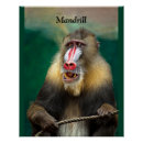 Recherche de ape posters Singe