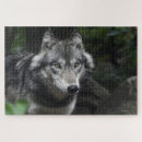 Suche nach grauer wolf puzzle Raubtier