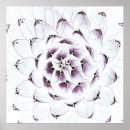 Suche nach lila kaktus poster Pflanze