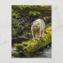 Suche nach spirit bear poster Gordon illg