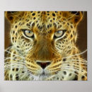 Suche nach glowing poster Animals