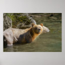 Recherche de saumon posters Canada