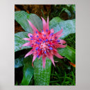 Suche nach bromeliad poster Hawaii