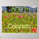 Suche nach der colorado poster Wildblume