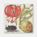 Suche nach zitronen blume magnete Frucht