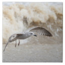 Suche nach guell fliesen Möwe